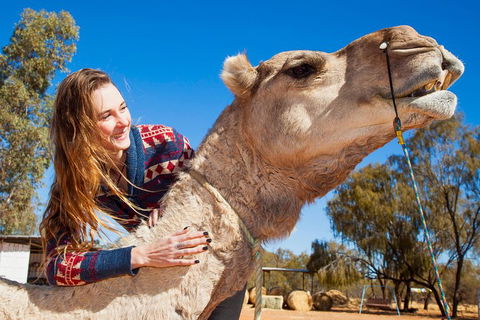 Alice Springs Camel Tour - Accommodation Cooktown 2