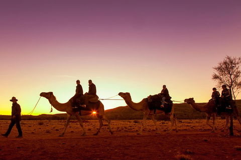 Alice Springs Camel Tour - Accommodation Cooktown 4