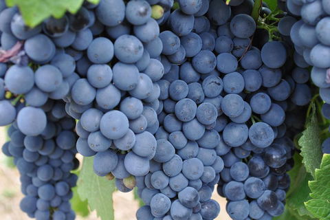 Adelaide Hills Day Tour. Winery Cellar Doors - Accommodation Cooktown 3