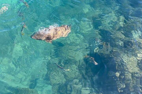 Aquascene Magnetic Island Discovery Tour - Accommodation Cooktown 1