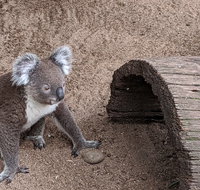 Australian Wildlife  Waterfalls Private Tour with 'Personalised Sydney Tours' - Accommodation Cooktown