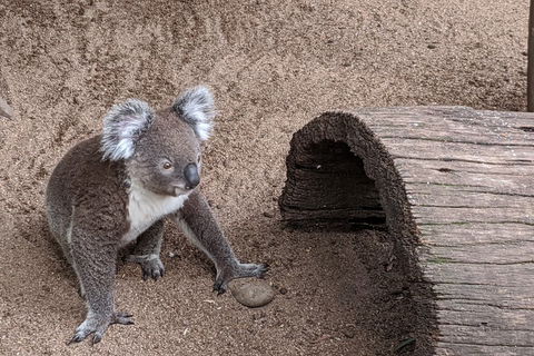 Australian Wildlife & Waterfalls Private Tour With 'Personalised Sydney Tours' - Accommodation Cooktown 0