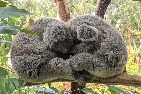 Australian Wildlife & Waterfalls Private Tour With 'Personalised Sydney Tours' - Accommodation Cooktown 2