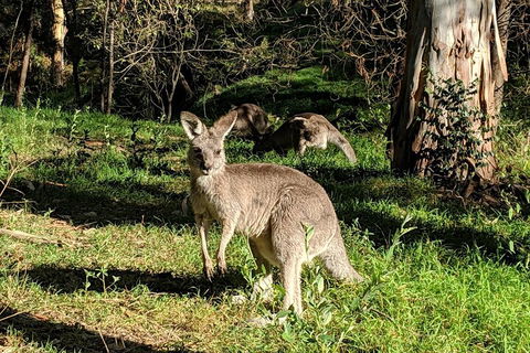 Australian Wildlife & Waterfalls Private Tour With 'Personalised Sydney Tours' - Accommodation Cooktown 3