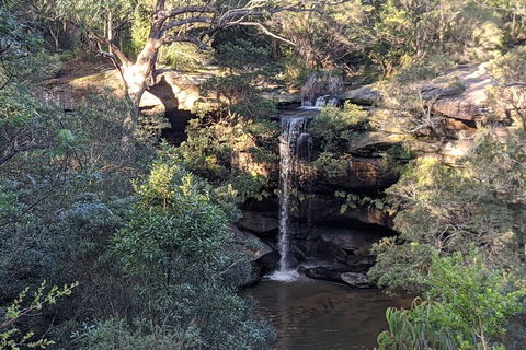 Australian Wildlife & Waterfalls Private Tour With 'Personalised Sydney Tours' - Accommodation Cooktown 5