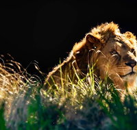 Sydney Taronga Zoo General Entry Ticket - Accommodation Cooktown