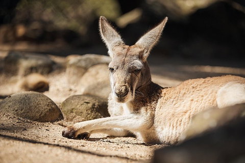 Sydney Taronga Zoo's Australian Animals Tour - Accommodation Cooktown 2