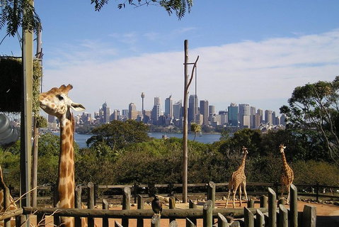 Sydney Taronga Zoo's Australian Animals Tour - Accommodation Cooktown 4