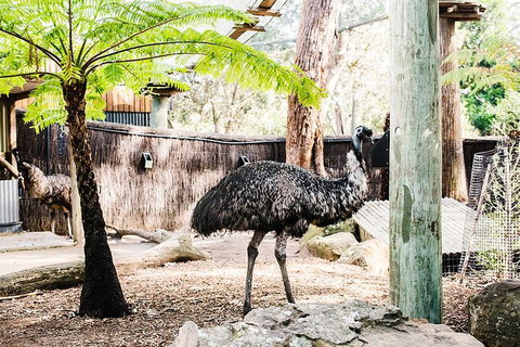 Sydney Taronga Zoo General Entry Ticket And Wild Australia Experience - Accommodation Cooktown 0