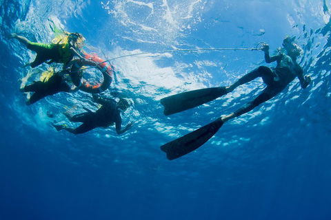 Passions Of Paradise Great Barrier Reef Snorkel And Dive Cruise From Cairns By Luxury Catamaran - Accommodation Cooktown 2