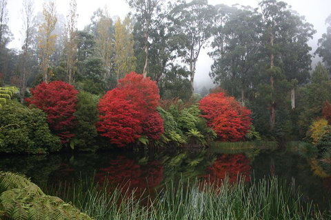 LGBT+ Friendly Full Day Yarra Valley & Dandenong Ranges Private Tour - Accommodation Cooktown 2