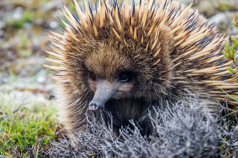 LGBT+ Friendly 3 Day Tour The Grampians, Daylesford & Ballarat - Accommodation Cooktown 0