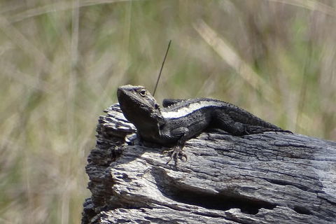 Inside The Greater Blue Mountains World Heritage - A Private Wildlife Safari Overnight - Accommodation Cooktown 2