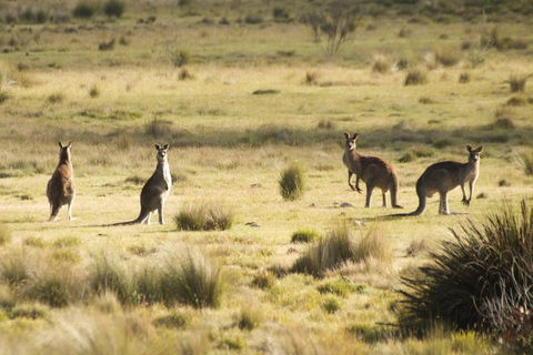 From The Mountains To The Bay - 4 Day Rediscovery Small Group Tour - Accommodation Cooktown 4