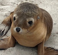 Kangaroo Island Scenic Trail Tour - Accommodation Cooktown