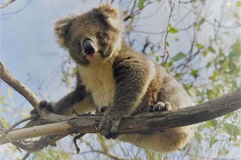 Kangaroo Island Scenic Trail Tour - Accommodation Cooktown 2