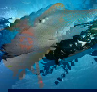 Great Barrier Reef Snorkeling and Diving Cruise from Cairns - Accommodation Cooktown