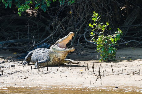Full Day Cooktown Private Tour - Accommodation Cooktown 4