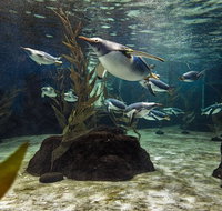 SEA LIFE Sydney Aquarium Entrance Ticket - Accommodation Cooktown