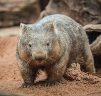 WILD LIFE Sydney Entrance Ticket - Accommodation Cooktown