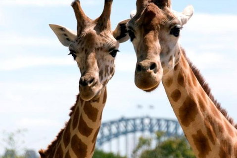 Sydney Harbour Ferry With Taronga Zoo Entry Ticket - Accommodation Cooktown 1