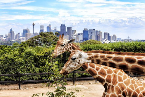 Go City | Sydney Explorer Pass With 20+ Attractions And Tours - Accommodation Cooktown 2