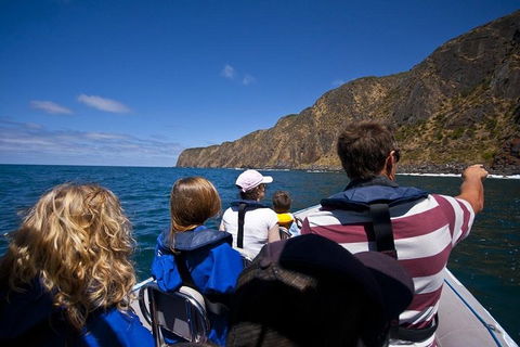 Seal Island Boat Tour From Victor Harbor - Accommodation Cooktown 0