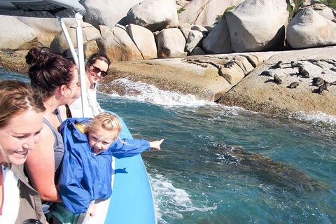 Seal Island Boat Tour From Victor Harbor - Accommodation Cooktown 4