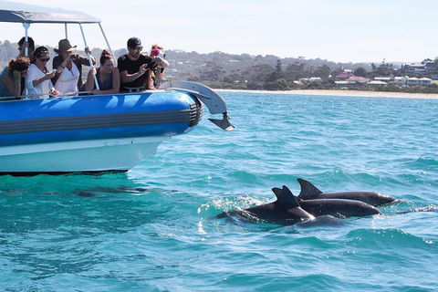 Seal Island Boat Tour From Victor Harbor - Accommodation Cooktown 5