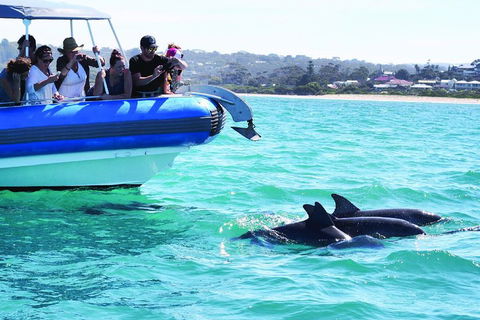 Southern Ocean Adventure From Victor Harbor - Accommodation Cooktown 2