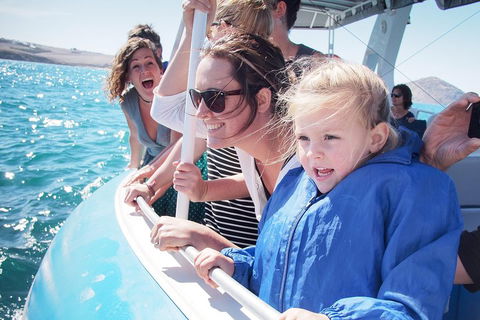 Southern Ocean Adventure From Victor Harbor - Accommodation Cooktown 4
