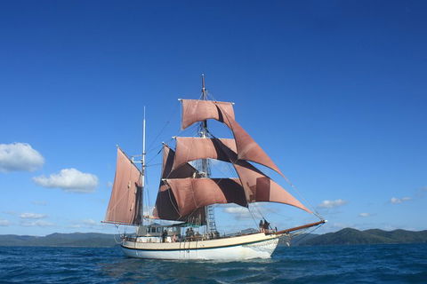 Sydney Harbour Tall Ship Whale & Sail - Whale Watching Cruise - Accommodation Cooktown 1