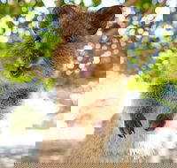 Discover Rottnest with Ferry  Bus Tour from Perth or Fremantle - Accommodation Cooktown