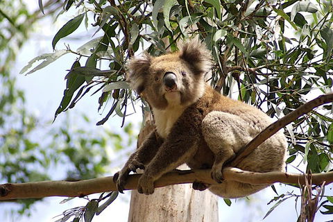 Melbourne Super Saver: Great Ocean Road + Wilsons Promontory + Attraction Pass - Accommodation Cooktown 3