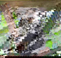 Cairns ZOOM and Wildlife Dome - Accommodation Cooktown