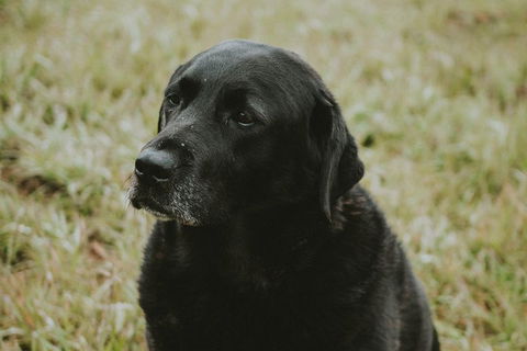 Daylesford Wine Tours: Wine, Cider, Gin, Vodka, Port, Food & Sights Tours! - Accommodation Cooktown 4