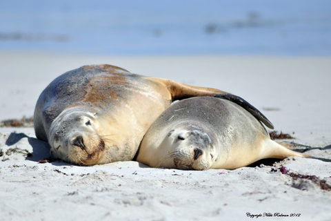 NEW TOUR - Kangaroo Island Road To Recovery Tour (1 Day/1 Night) - Accommodation Cooktown 1