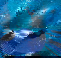 Snorkel with Sharks at AQWA - Accommodation Cooktown