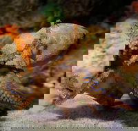 Glass Bottom Boat  Entry at AQWA - Accommodation Cooktown