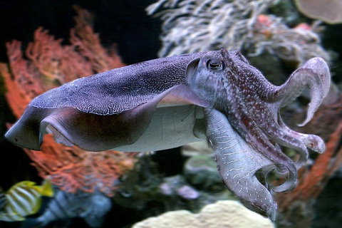 Dive With Sharks At AQWA - Accommodation Cooktown 1