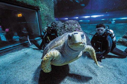Dive With Sharks At AQWA - Accommodation Cooktown 2