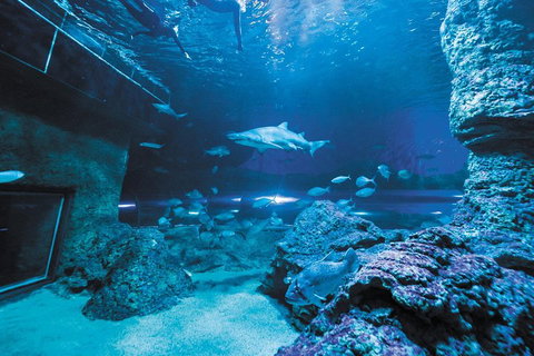 Dive With Sharks At AQWA - Accommodation Cooktown 3