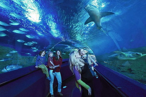 Dive With Sharks At AQWA - Accommodation Cooktown 5