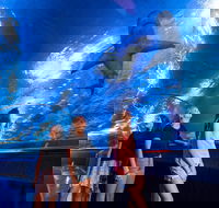 Lunch and General Admission Entry at AQWA - Accommodation Cooktown