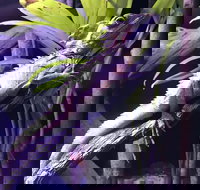 Cairns Aquarium Admission Ticket - Accommodation Cooktown