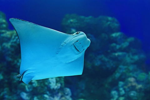 Cairns Aquarium Admission Ticket - Accommodation Cooktown 2
