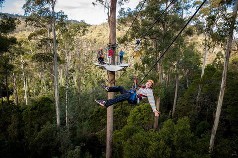 Hollybank Wilderness Adventure - Zipline Tours - Accommodation Cooktown 0