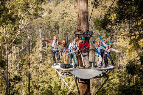 Hollybank Wilderness Adventure - Zipline Tours - Accommodation Cooktown 1