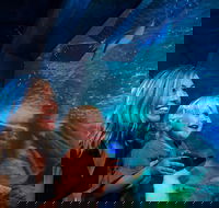 SEA LIFE Sunshine Coast Aquarium Entrance Ticket - Accommodation Cooktown