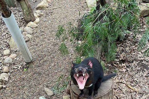 Featherdale Wildlife Park General Admission - Accommodation Cooktown 1